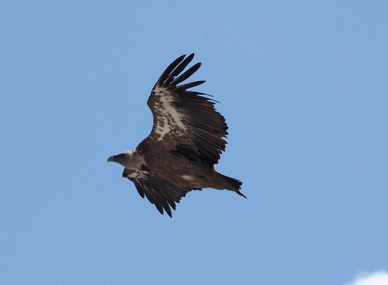 Incontro col Grifone (Gyps fulvus )